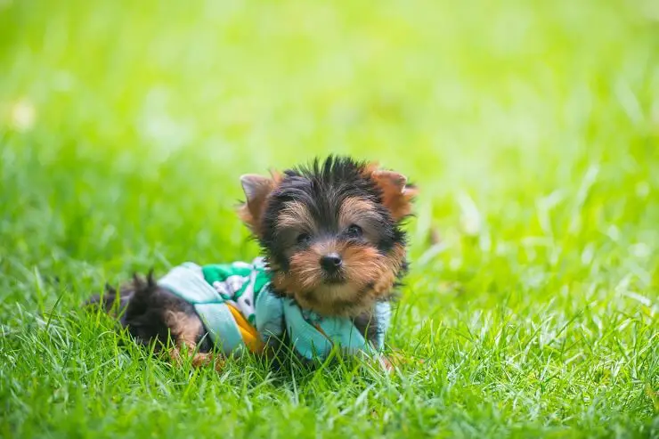 Teacup Yorkie Size And Weight Chart