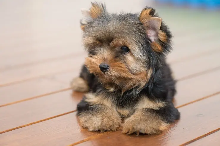 standard size yorkies for sale