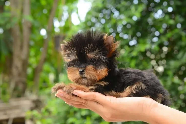 miniature teacup yorkshire terrier