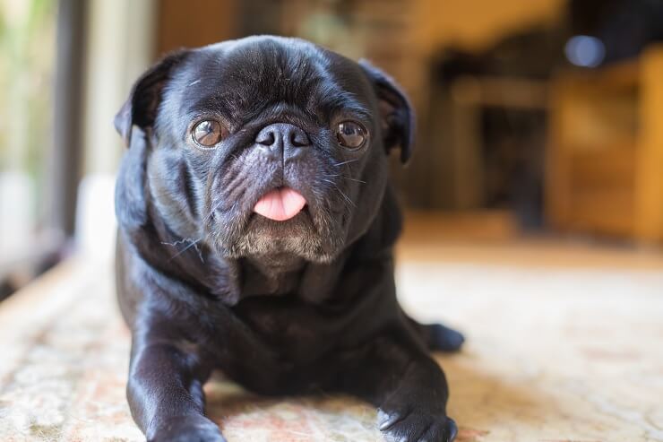 A Black Pug