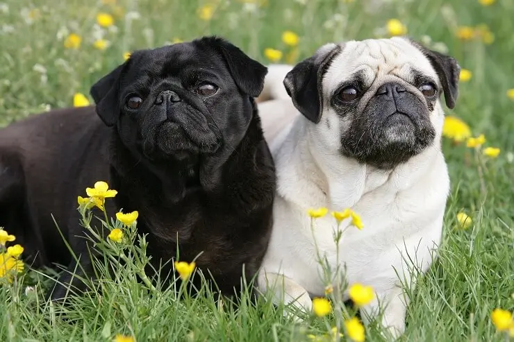 pictures of white pugs