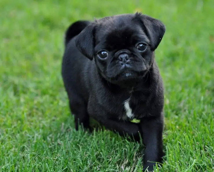 Black Pug Running