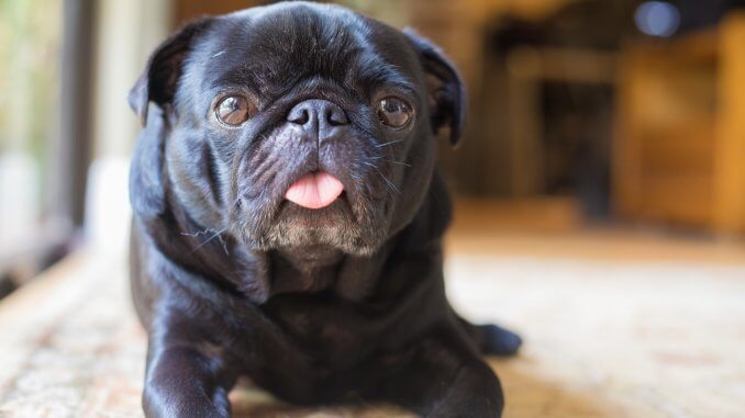 Black Pug The Complete Care Guide Cover