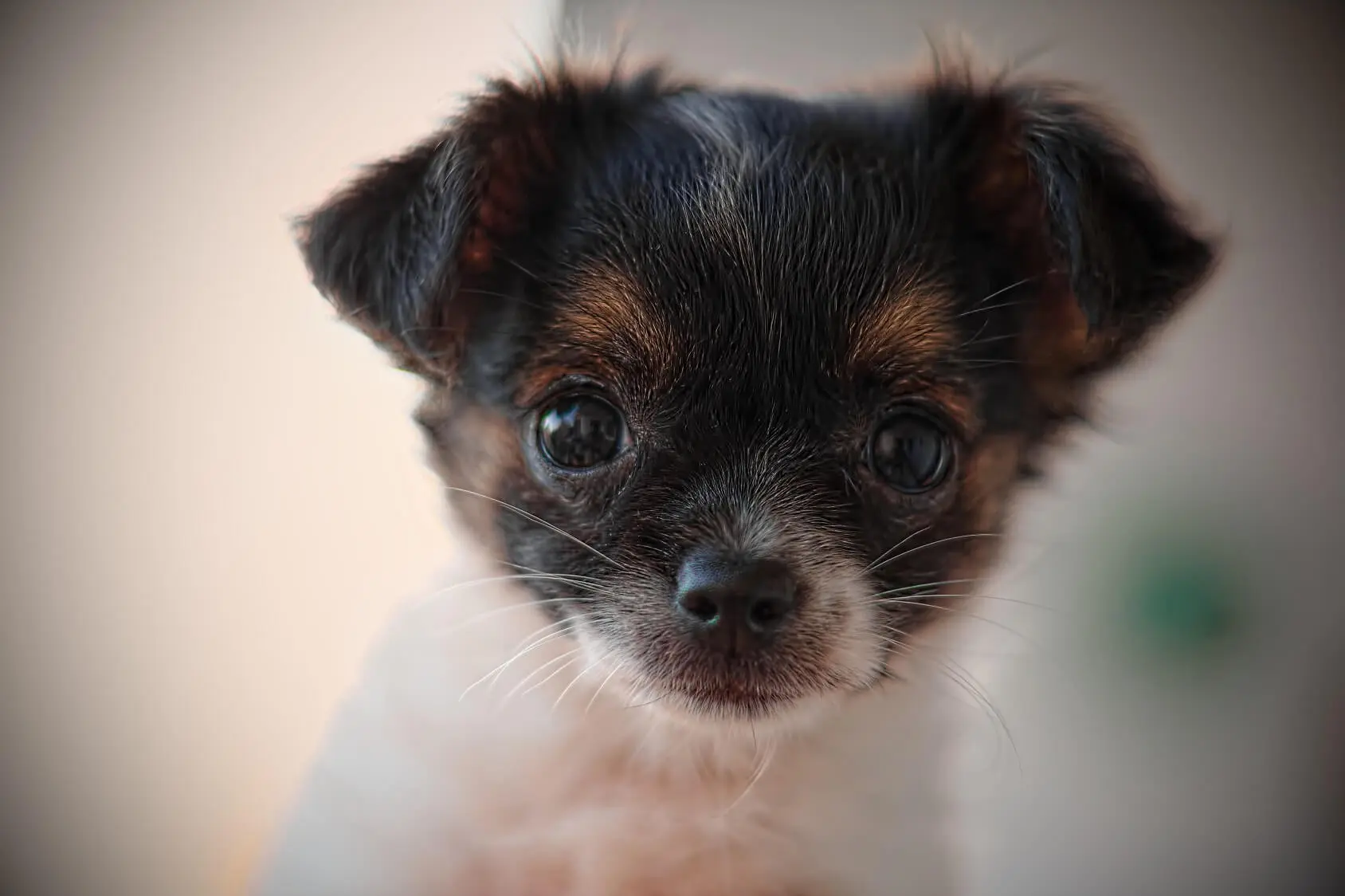 black chorkie puppies