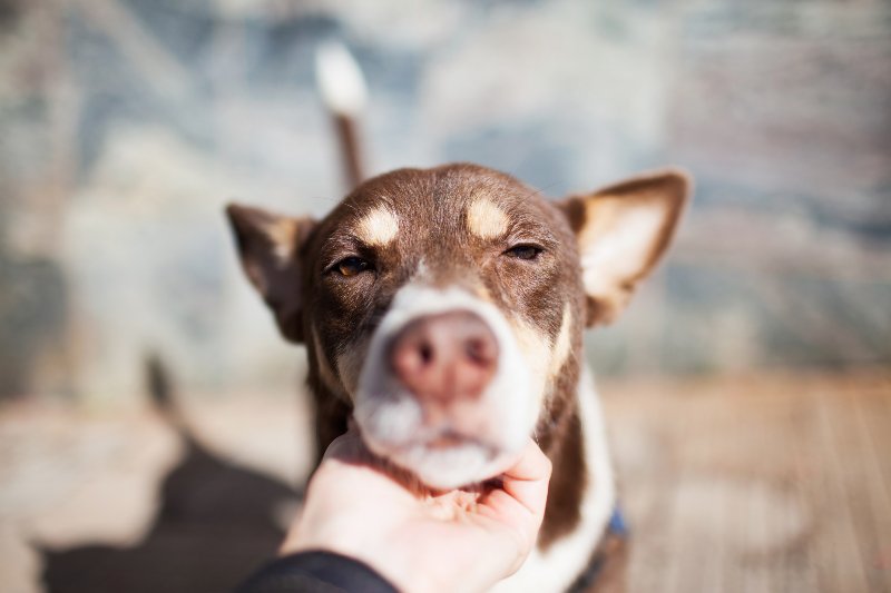 Cute pit bull husky mix