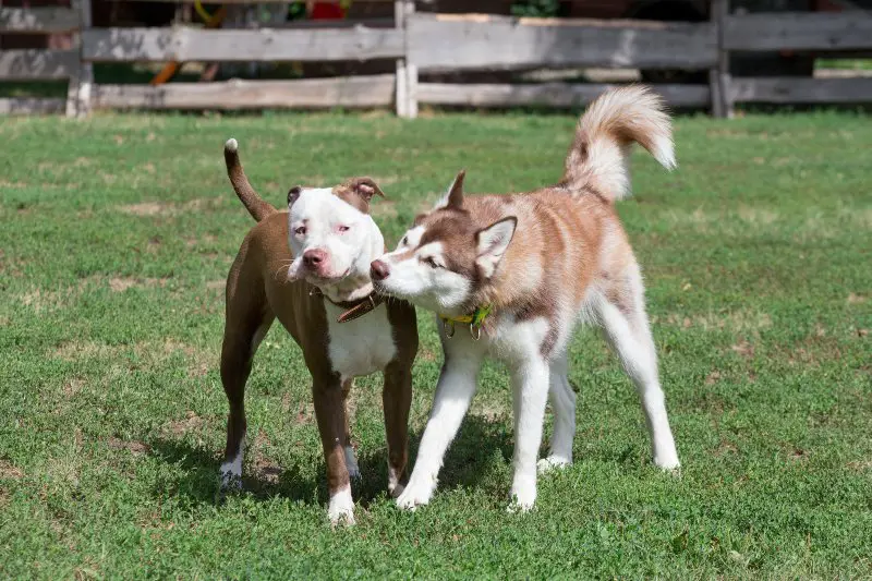 Cute pit bull terrier and siberian husky puppies playing on a green grass in the summer park