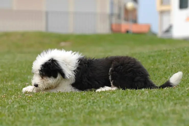 English Sheep Dog Puppy