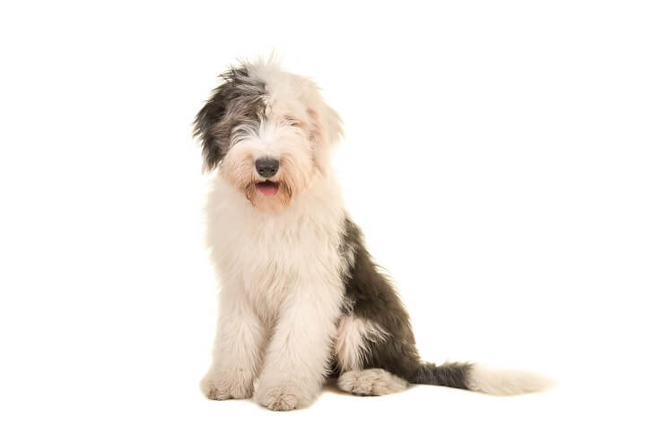 English Sheep Dog