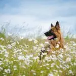 GSD in field