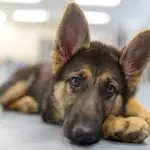 Beautiful short haired german shepherd lying down