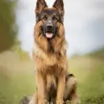 German shepherd sat