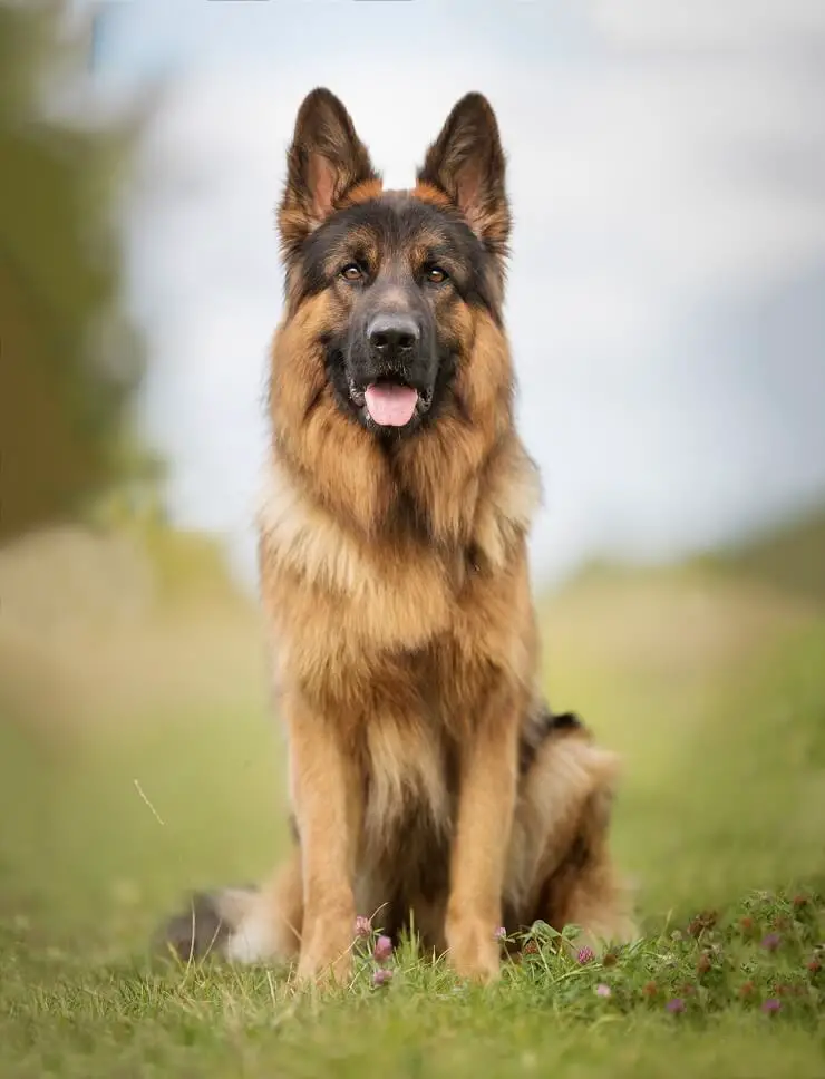 long haired sable german shepherd