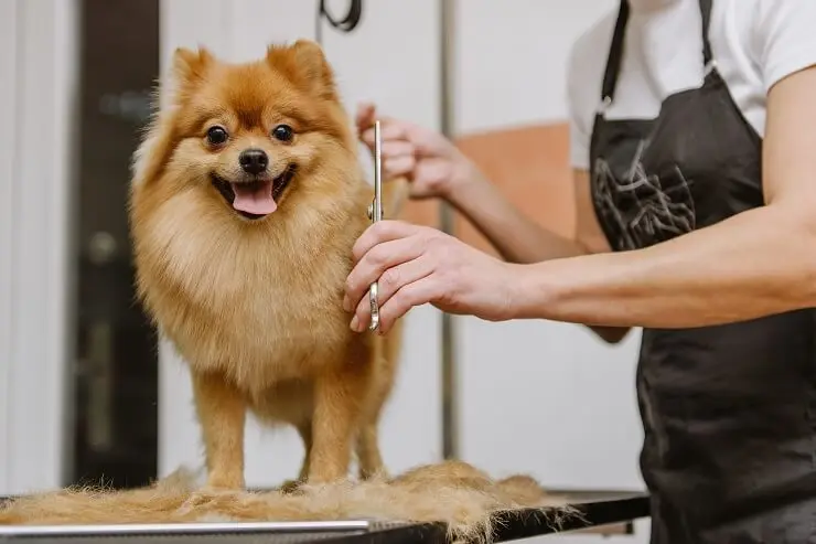 Pomeranian Pet Quality