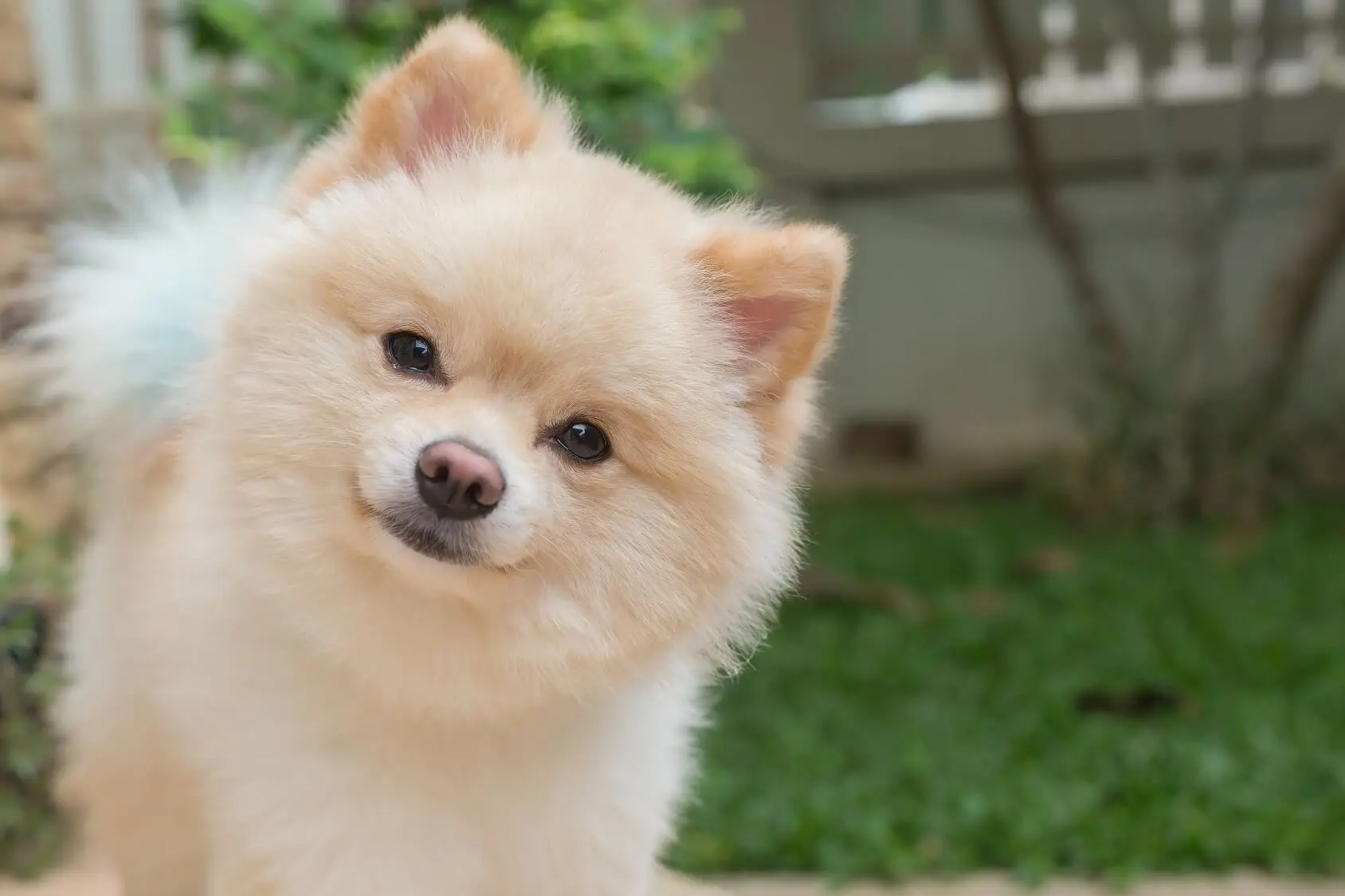 3 month pomeranian puppy