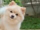 How Much Does A Pomeranian Cost? The Ultimate Buyer’s Guide Cover