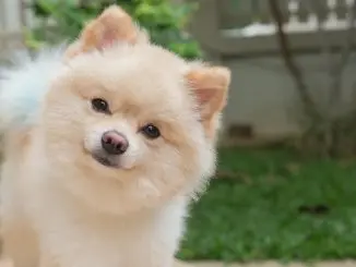 How Much Does A Pomeranian Cost? The Ultimate Buyer’s Guide Cover
