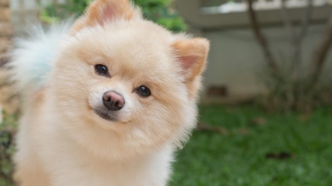 How Much Does A Pomeranian Cost? The Ultimate Buyer’s Guide Cover