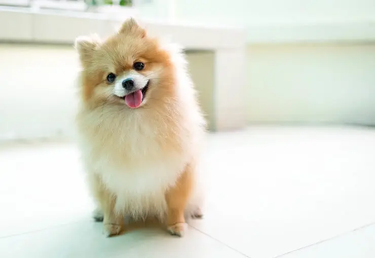 Pomeranian Cost