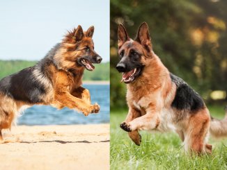 Long Haired German Shepherd vs Short Haired 5 Must Know Differences Cover