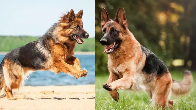 Long Haired German Shepherd Vs Short Haired 5 Must Know Differences