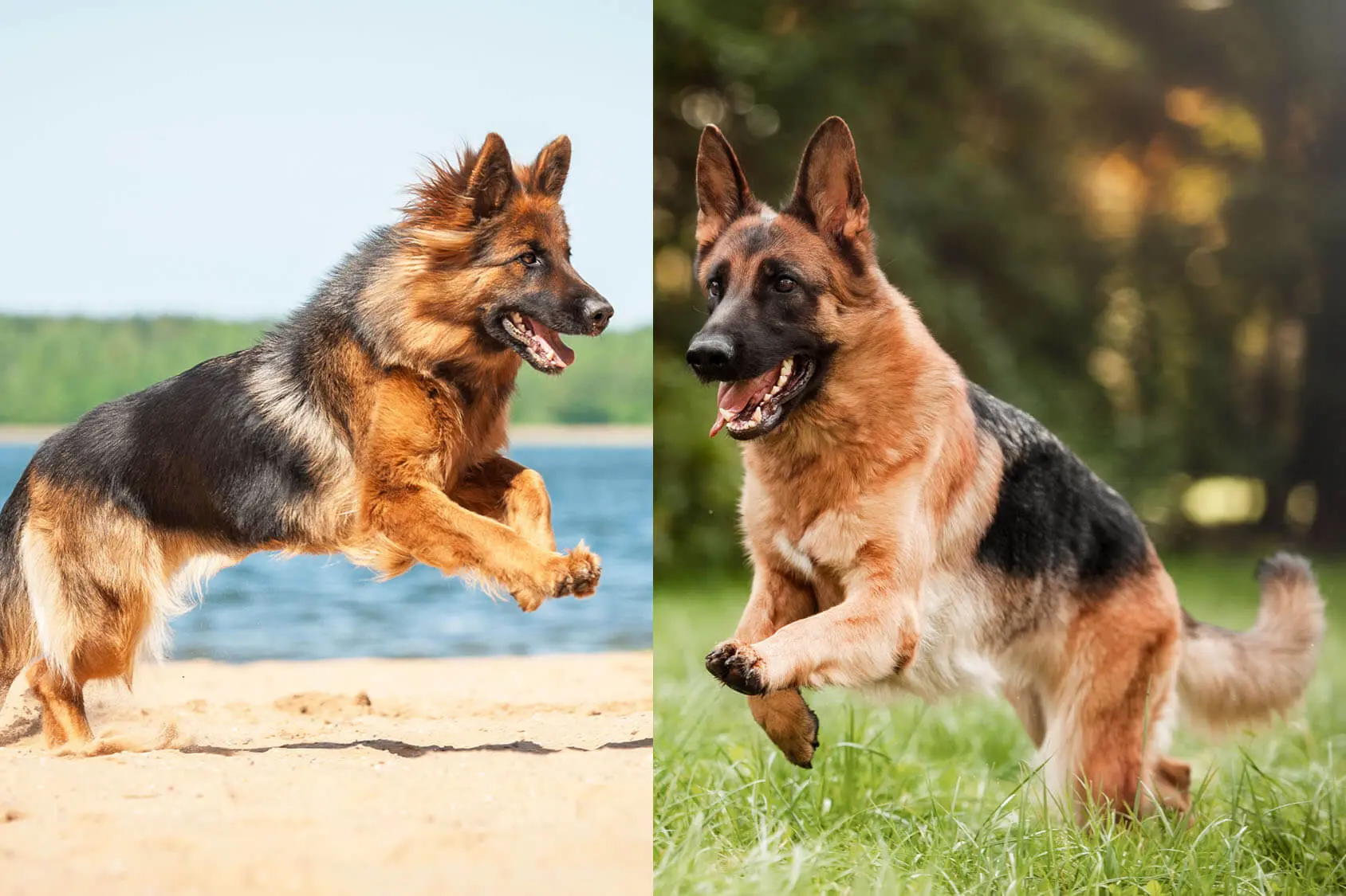 Long Haired German Shepherd vs Short 