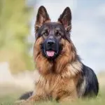 Long haired german shepherd