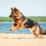 Long haired german shepherd running