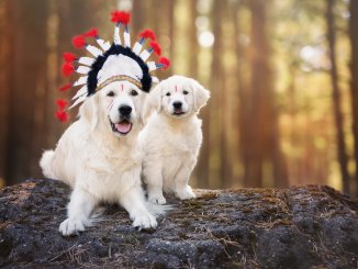 Native American Dog Names (Complete List of 300+ Meaningful Names) Cover