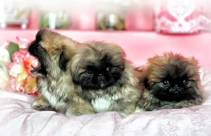 Pekingese Poodle Mix Perfect Dog Breeds