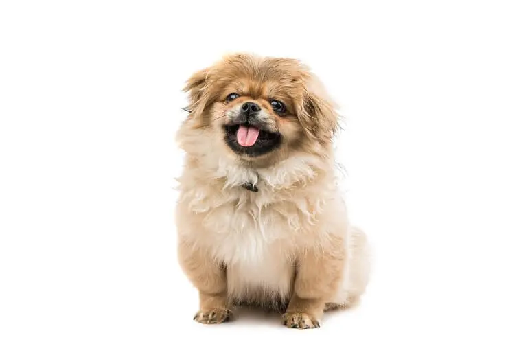 Pekingese Poodle Mix Perfect Dog Breeds