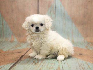 Peekapoo The Definitive Pet Parent Guide To A Pekingese Poodle Mix Banner