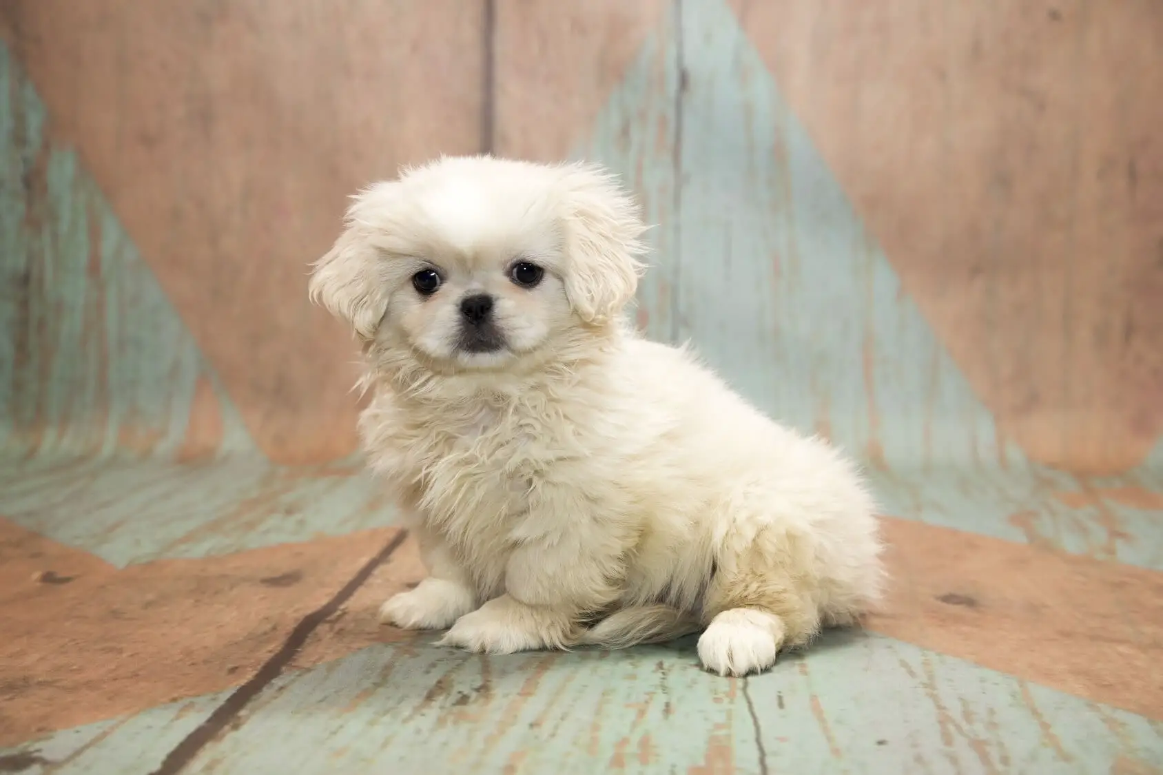Pekingese Poodle Mix - Perfect Dog Breeds