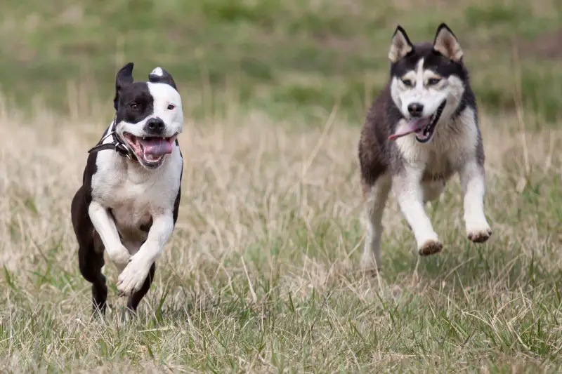 Pit bull and husky dogs happily running in the greenfiled