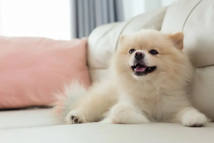 golden retriever pomeranian puppies