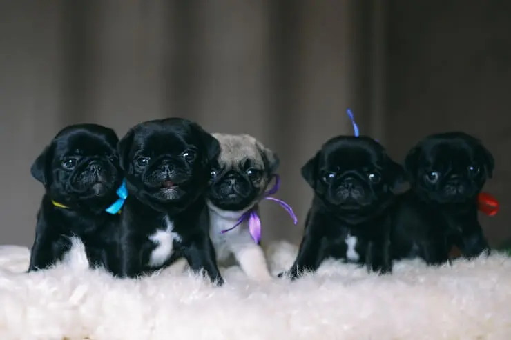 Pug Puppies