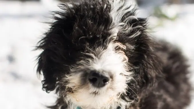 Sheepadoodle Complete Pet Parent Care Guide Breed Info and More... Cover