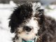 Sheepadoodle Complete Pet Parent Care Guide Breed Info and More... Cover