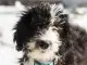 Sheepadoodle Complete Pet Parent Care Guide Breed Info and More... Cover