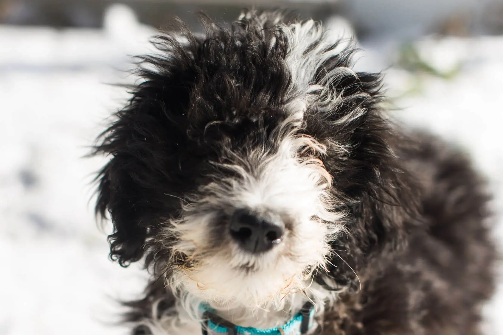 miniature old english sheepdog poodle mix