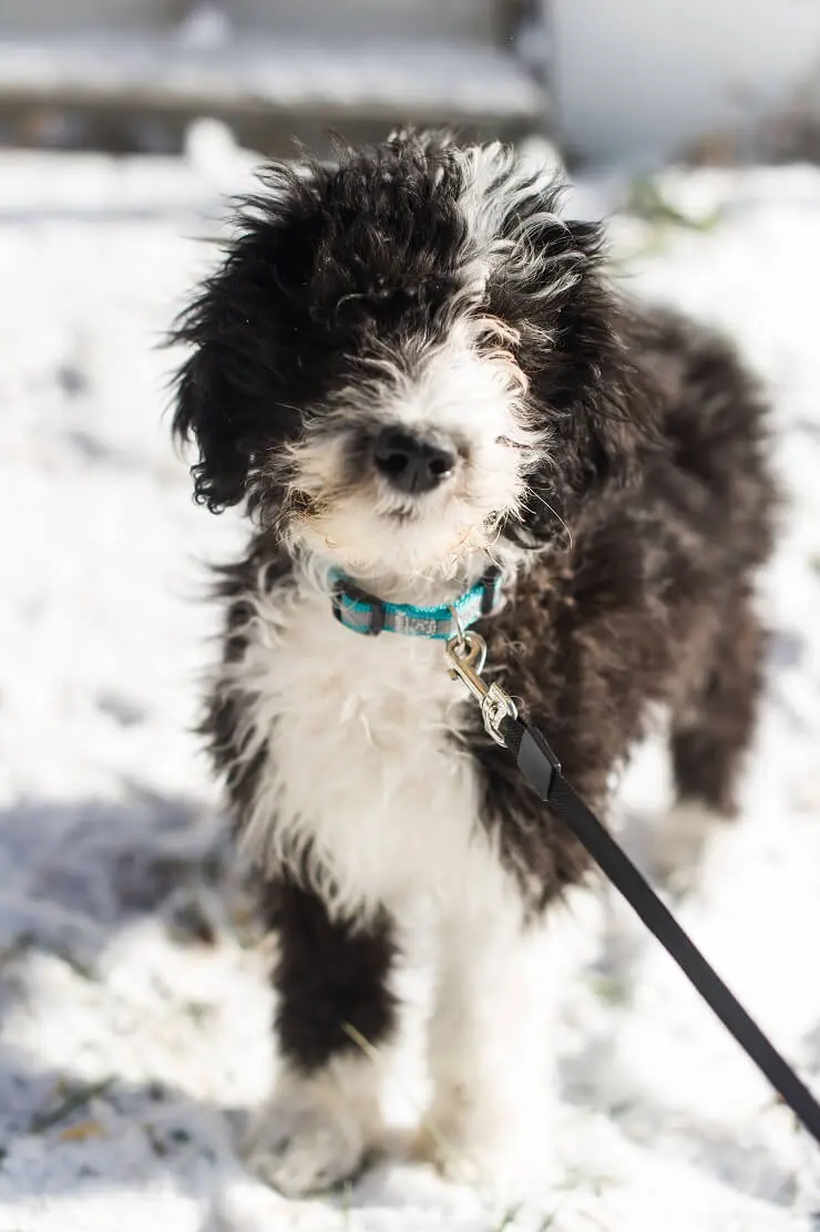 Sheepadoodle