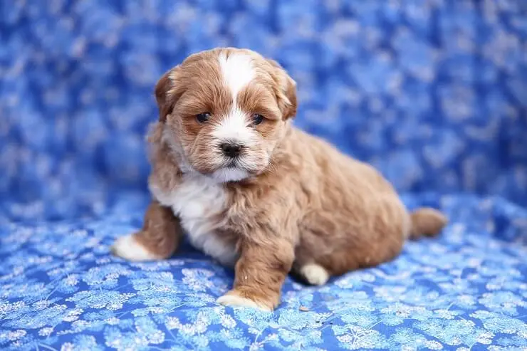 Shih Poo Puppy