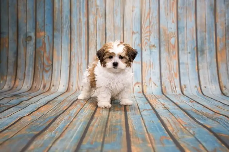 Shih Poo