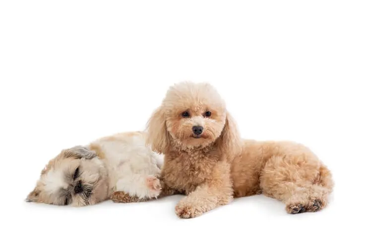 Shih Tzu and a Poodle