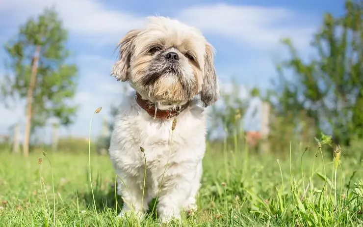 Shih Tzu