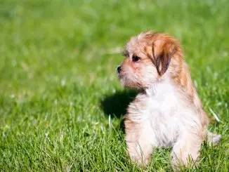 Shorkie Breed Info and 7 Must Know Facts For Pet Parents Cover