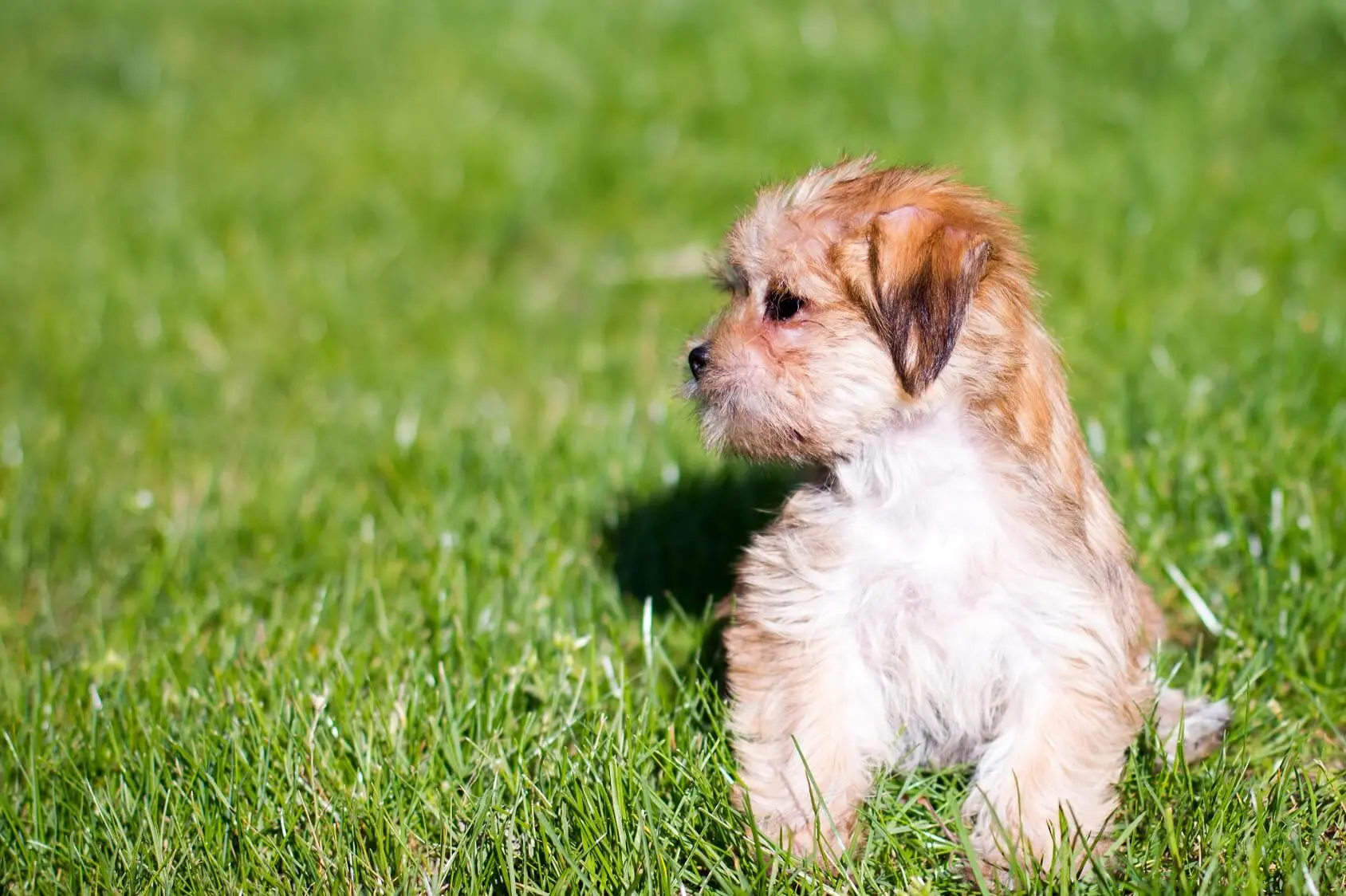 Do Shorkie Puppies Shed