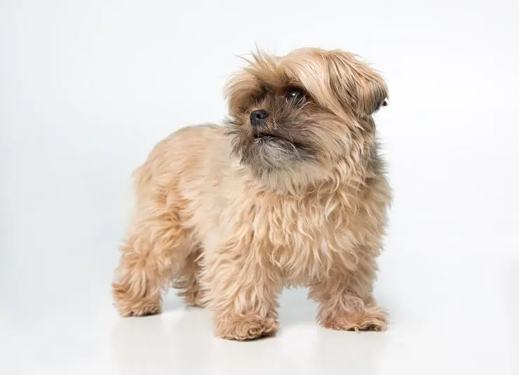 Shorkie Dog