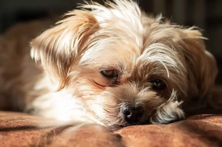 Shorkie Pup