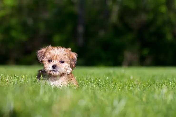 shorkie poodle mix