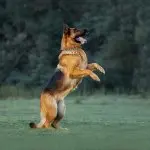Short Haired German Shepherd Jumping